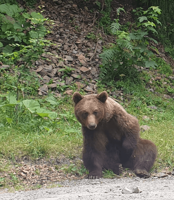 Libearty Sanctuary Zarnesti Transylvania Private Tours